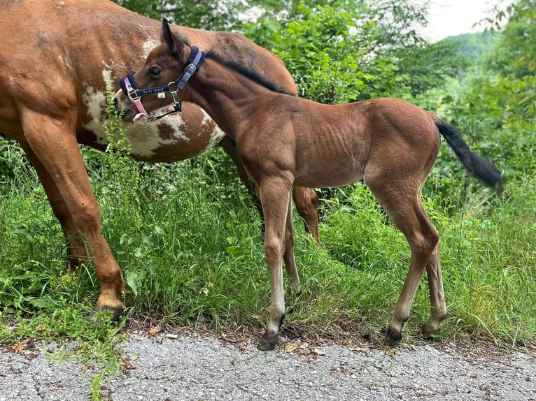 American Paint Horse Klacz 1 Rok Gniada in Grimacco
