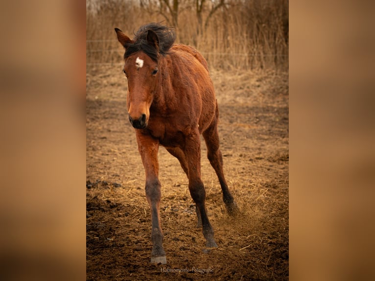 American Paint Horse Klacz 1 Rok Gniada in Grünow