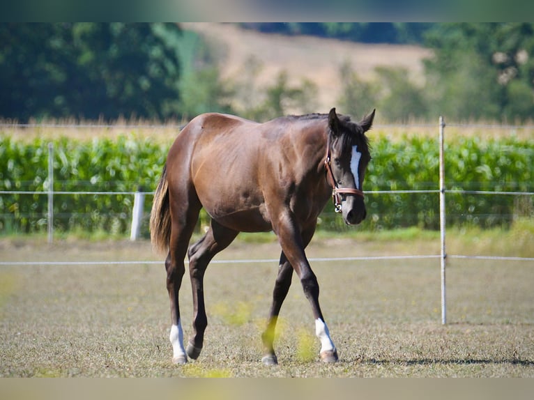 American Paint Horse Klacz 1 Rok Kara in Thalheim bei Wels