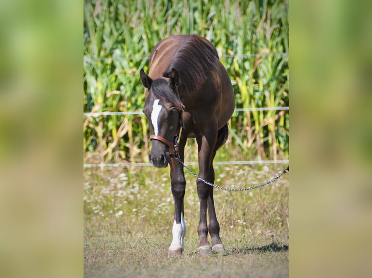 American Paint Horse Klacz 1 Rok Kara in Thalheim bei Wels
