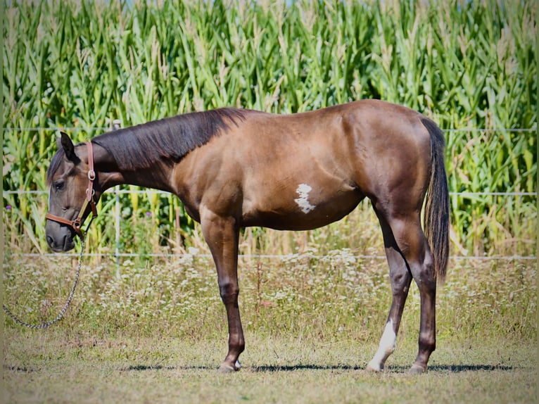 American Paint Horse Klacz 1 Rok Kara in Thalheim bei Wels