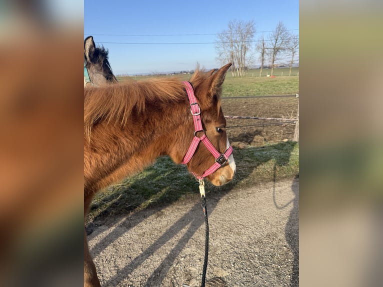 American Paint Horse Klacz 1 Rok Kasztanowata in Thodure