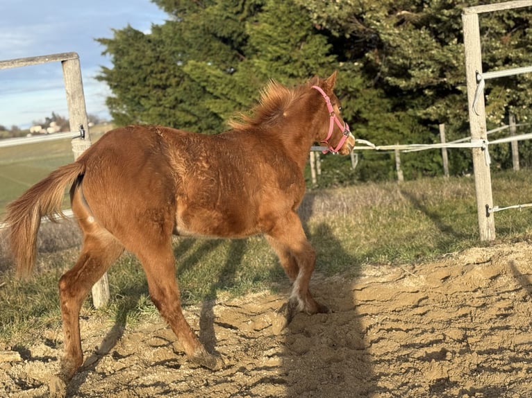 American Paint Horse Klacz 1 Rok Kasztanowata in Thodure