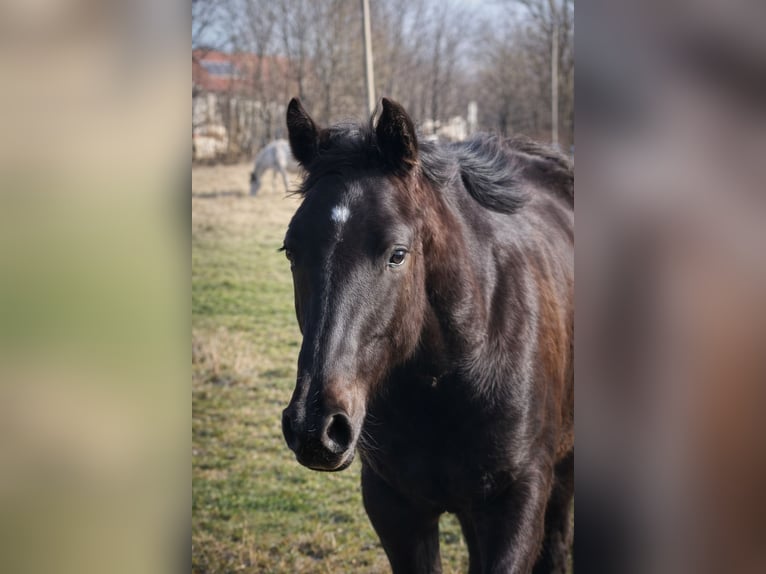 American Paint Horse Klacz 1 Rok  in Danstedt