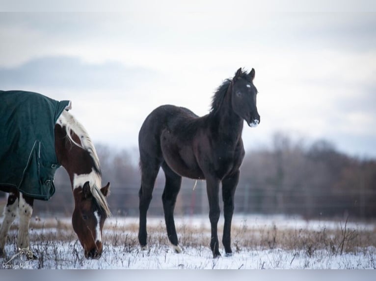 American Paint Horse Klacz 1 Rok in Danstedt
