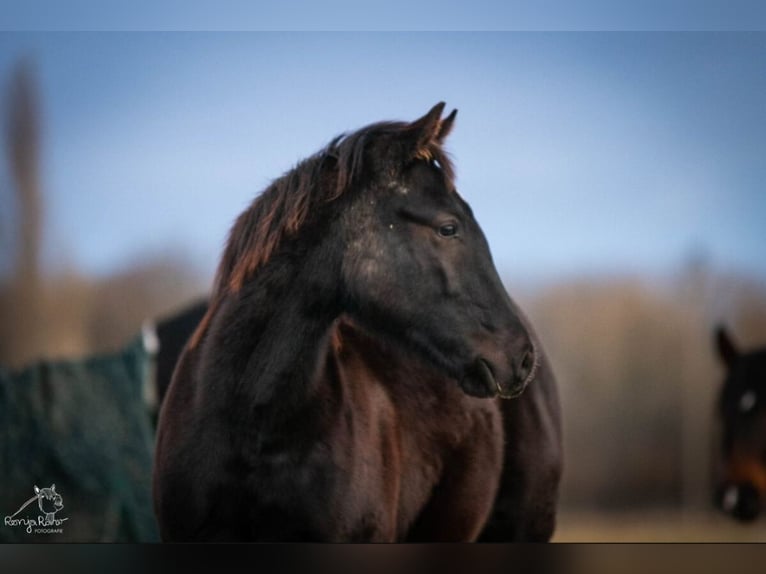 American Paint Horse Klacz 1 Rok in Danstedt