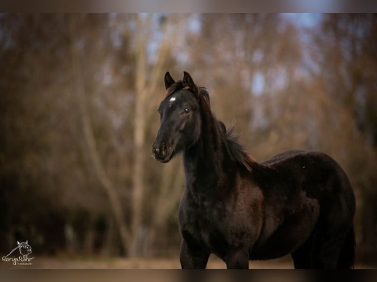 American Paint Horse Klacz 1 Rok in Danstedt