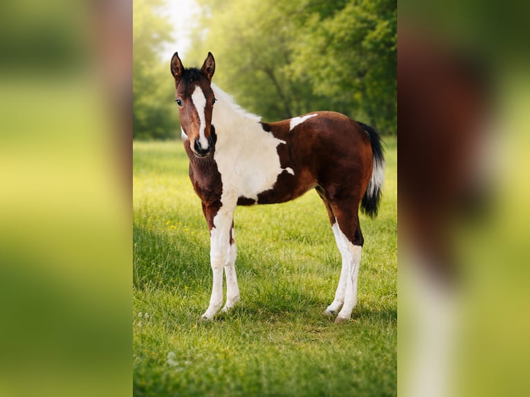 American Paint Horse Klacz 1 Rok Srokata in Boccaleone