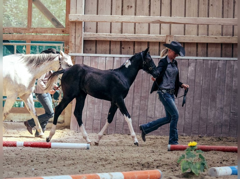 American Paint Horse Klacz 1 Rok Srokata in Haldenwang