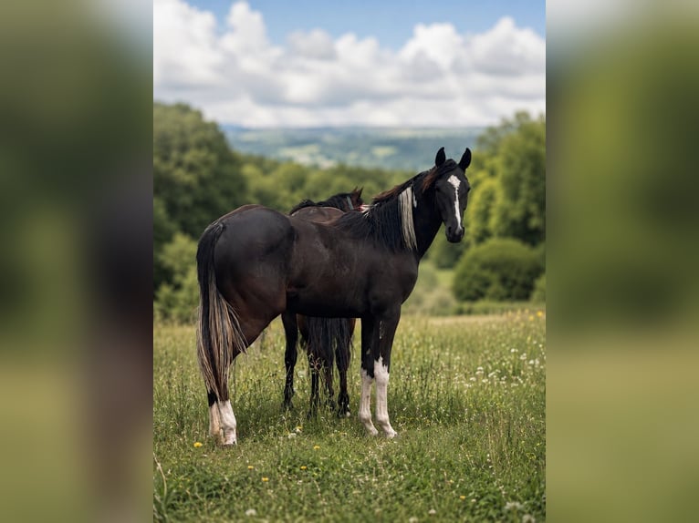 American Paint Horse Klacz 1 Rok Srokata in Haldenwang