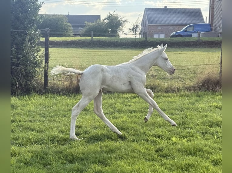 American Paint Horse Klacz 1 Rok Szampańska in Aachen