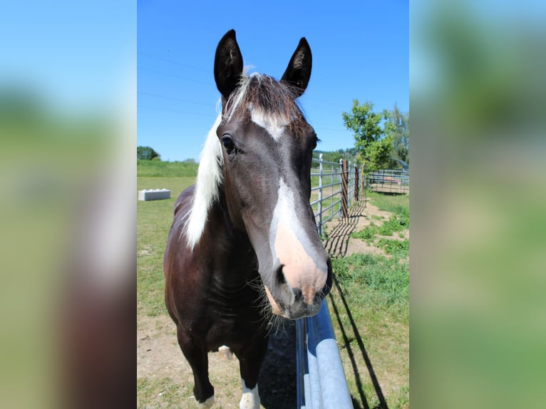 American Paint Horse Klacz 1 Rok Tobiano wszelkich maści in Neukirchen bei Lambach