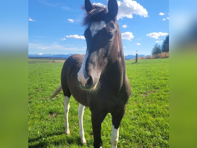 American Paint Horse Klacz 1 Rok Tobiano wszelkich maści in Neukirchen bei Lambach