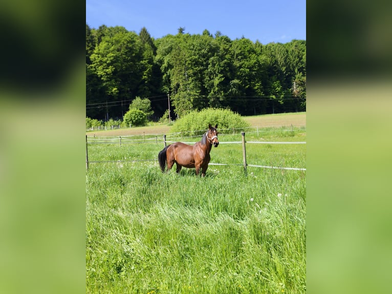 American Paint Horse Klacz 21 lat 150 cm Gniada in Wetzawinkel