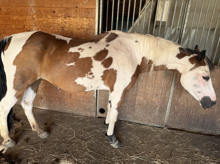 American Paint Horse Mix Klacz 27 lat 160 cm Srokata in Heiligenkreuz am Waasen