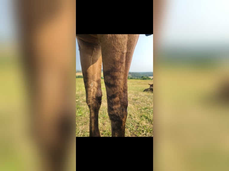 American Paint Horse Klacz 2 lat 140 cm Formy Brown Falb in Massiac