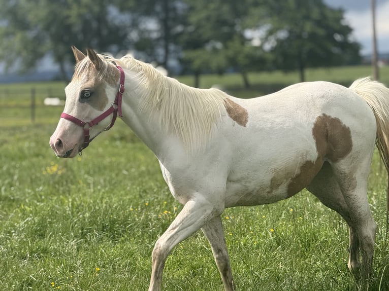 American Paint Horse Klacz 2 lat 141 cm Jelenia in Bossieu