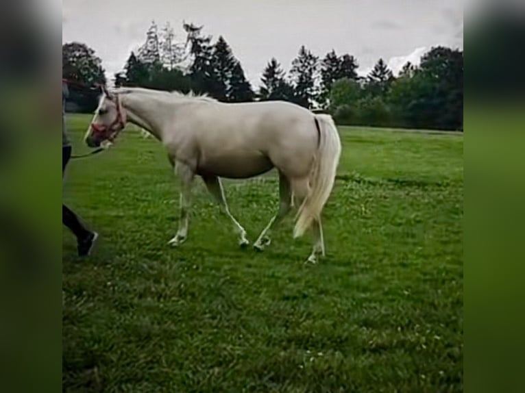 American Paint Horse Mix Klacz 2 lat 145 cm Izabelowata in Halver