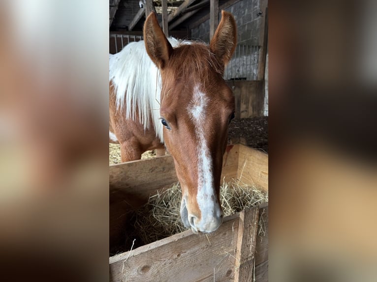 American Paint Horse Klacz 2 lat 145 cm  in Florstadt
