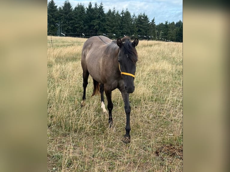 American Paint Horse Klacz 2 lat 146 cm Grullo in Daleiden