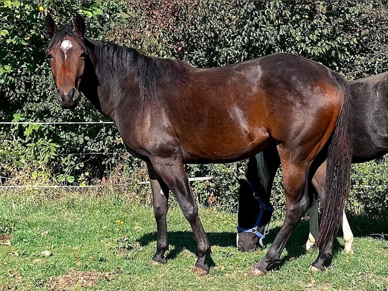 American Paint Horse Klacz 2 lat 147 cm Gniada in Haldenwang
