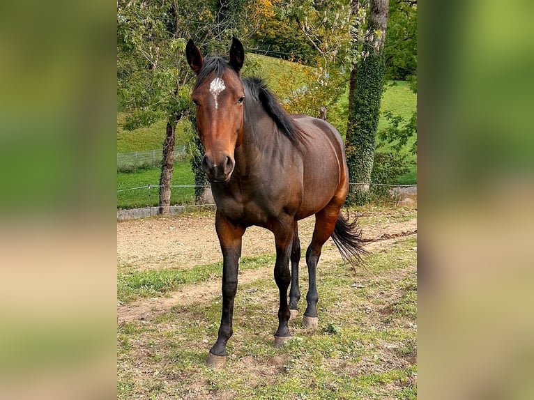 American Paint Horse Klacz 2 lat 147 cm Gniada in Haldenwang