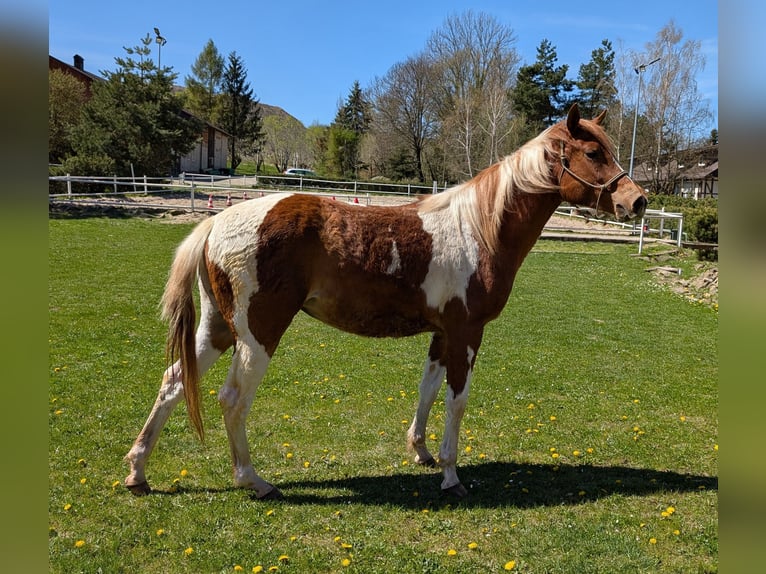 American Paint Horse Klacz 2 lat 147 cm Srokata in Płonna