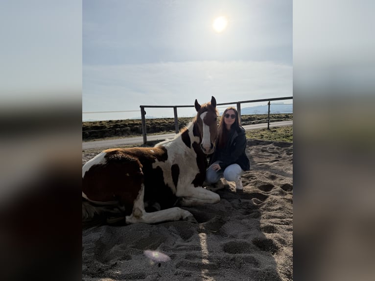 American Paint Horse Mix Klacz 2 lat 148 cm Tobiano wszelkich maści in Pesendorf