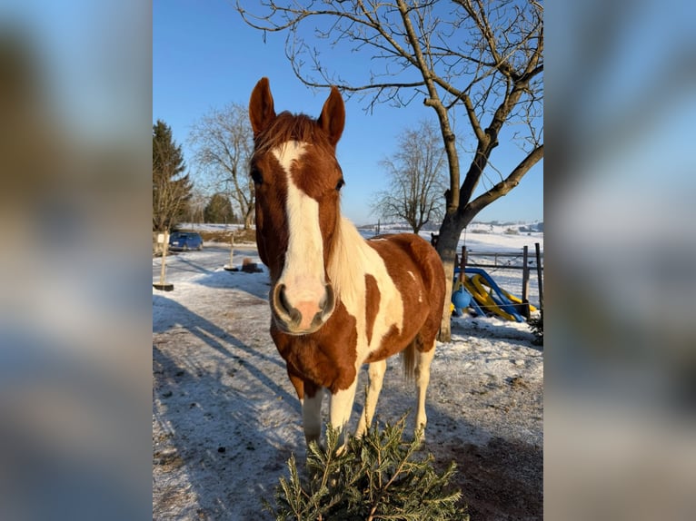 American Paint Horse Mix Klacz 2 lat 148 cm Tobiano wszelkich maści in Pesendorf