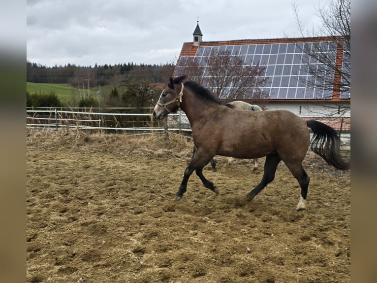 American Paint Horse Mix Klacz 2 lat 150 cm Formy Brown Falb in Niederrieden