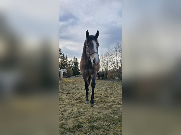 American Paint Horse Mix Klacz 2 lat 150 cm Formy Brown Falb in Niederrieden