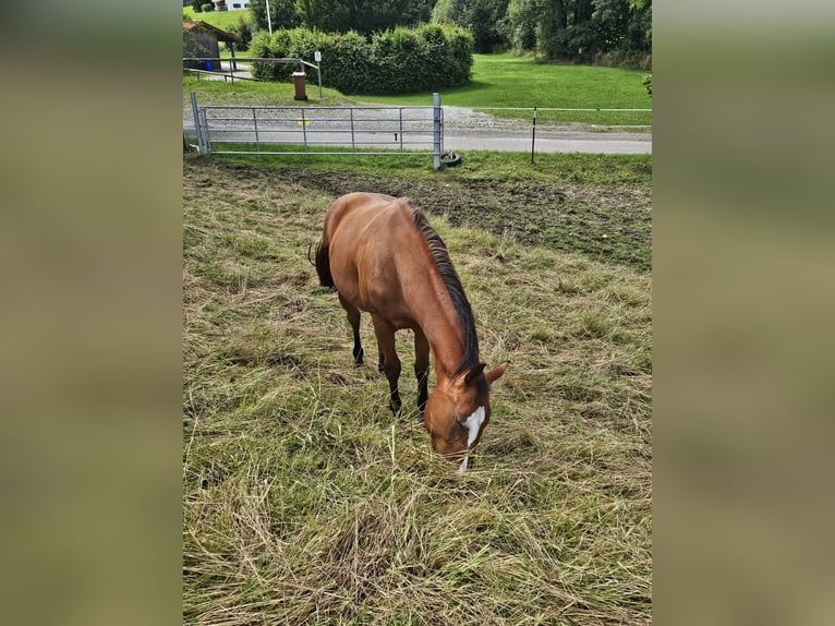American Paint Horse Klacz 2 lat 150 cm Gniada in Eggenthal