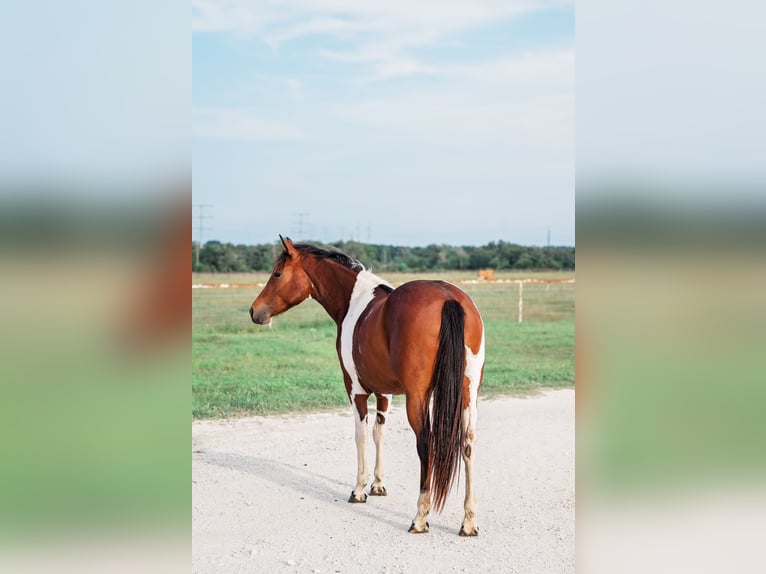 American Paint Horse Klacz 2 lat 150 cm Gniada in Normangee