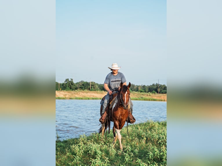 American Paint Horse Klacz 2 lat 150 cm Gniada in Normangee