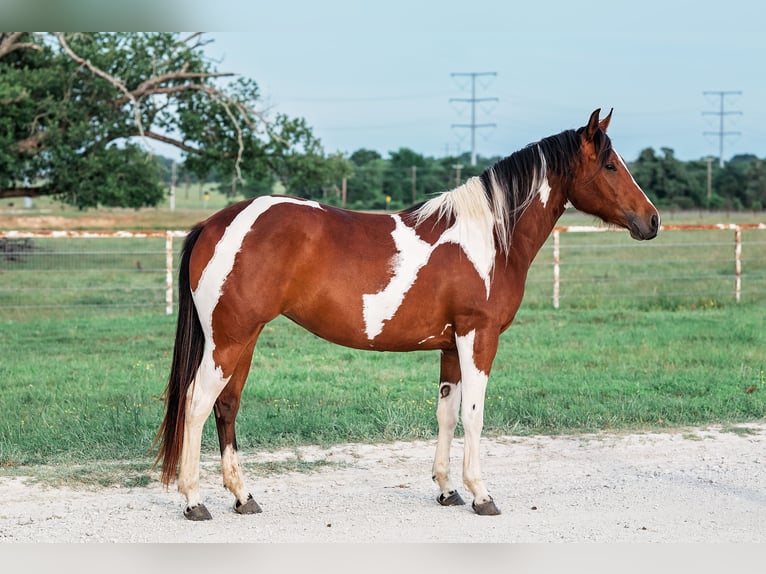 American Paint Horse Klacz 2 lat 150 cm Gniada in Normangee
