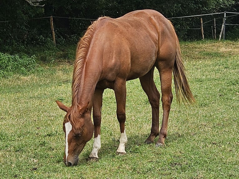 American Paint Horse Klacz 2 lat 150 cm Kasztanowata in Eggenthal