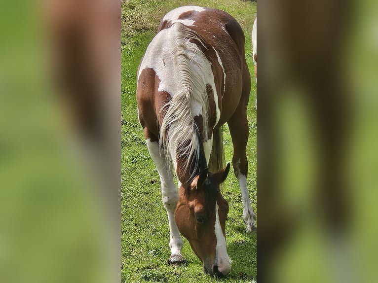 American Paint Horse Klacz 2 lat 150 cm Srokata in Eggenthal