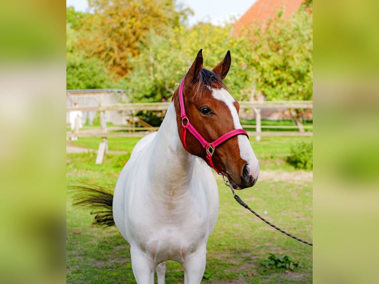 American Paint Horse Mix Klacz 2 lat 150 cm Tobiano wszelkich maści in Brenz