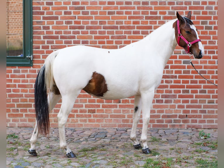 American Paint Horse Mix Klacz 2 lat 150 cm Tobiano wszelkich maści in Brenz
