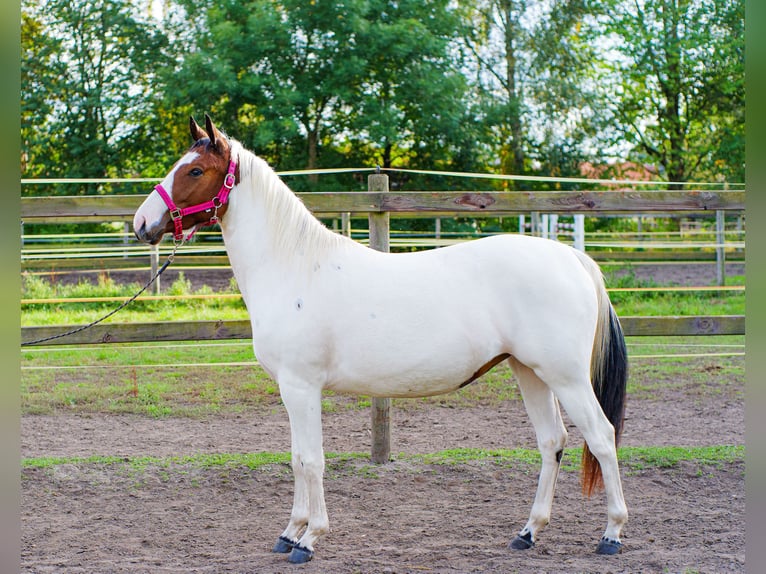 American Paint Horse Mix Klacz 2 lat 150 cm Tobiano wszelkich maści in Brenz