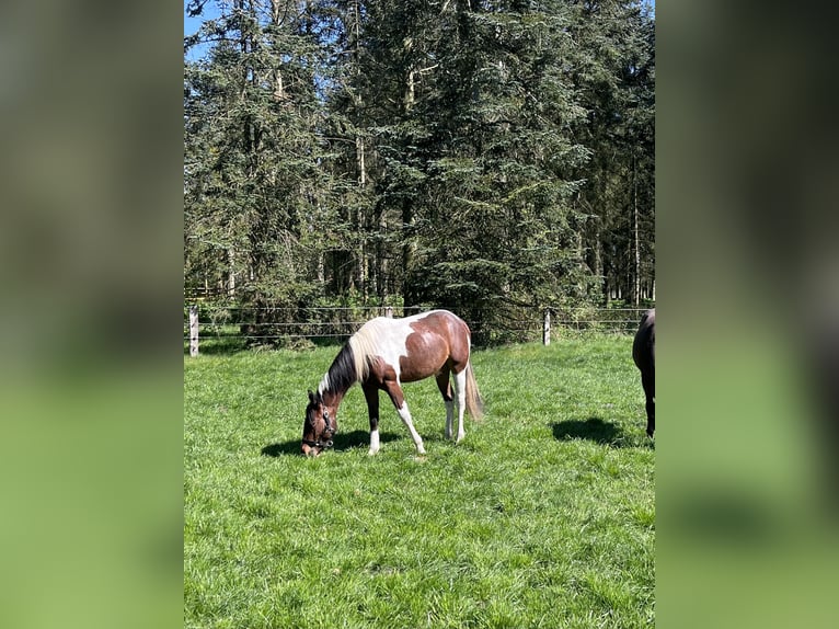 American Paint Horse Klacz 2 lat 150 cm Tobiano wszelkich maści in Osterholz-Scharmbeck