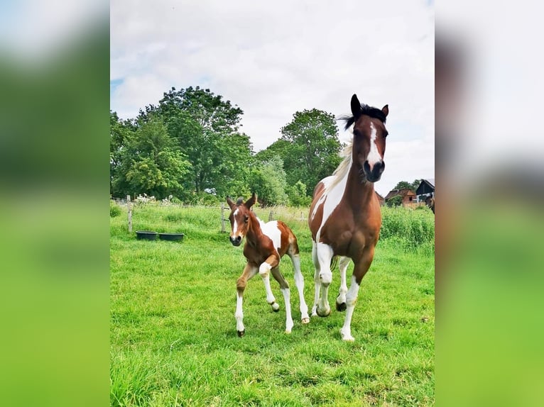 American Paint Horse Klacz 2 lat 150 cm Tobiano wszelkich maści in Osterholz-Scharmbeck