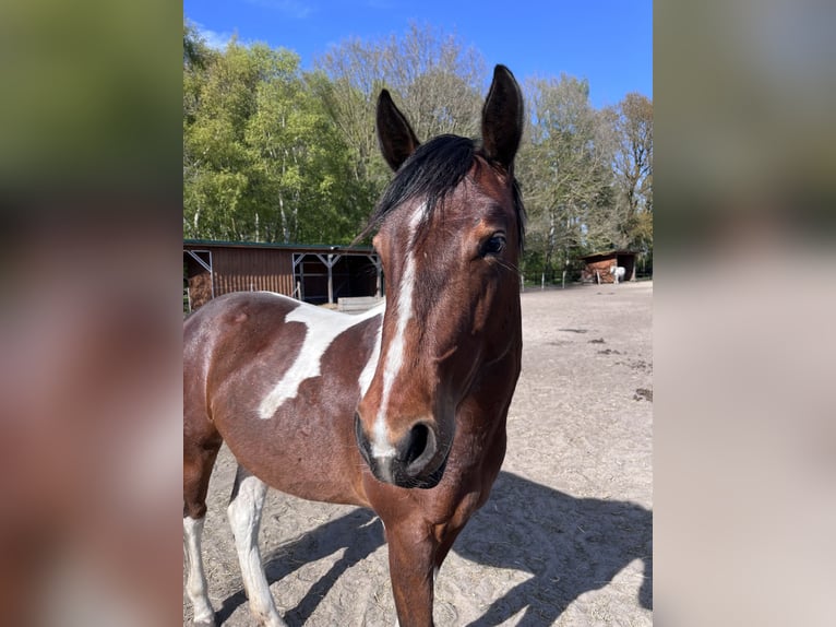 American Paint Horse Klacz 2 lat 150 cm Tobiano wszelkich maści in Osterholz-Scharmbeck
