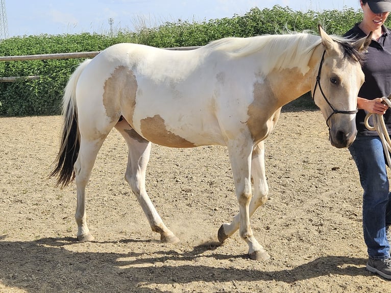American Paint Horse Klacz 2 lat 150 cm Tobiano wszelkich maści in Mindelheim