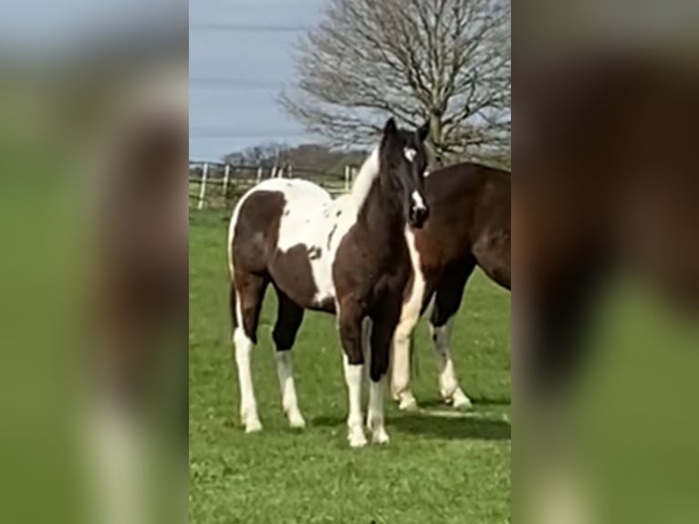American Paint Horse Klacz 2 lat 152 cm Tobiano wszelkich maści in DuisburgDuisburg