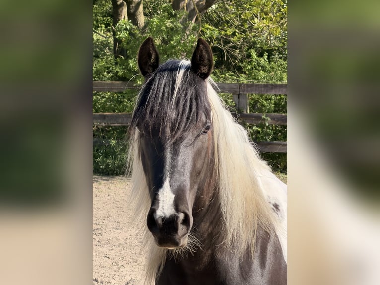 American Paint Horse Klacz 2 lat 152 cm Tobiano wszelkich maści in DuisburgDuisburg