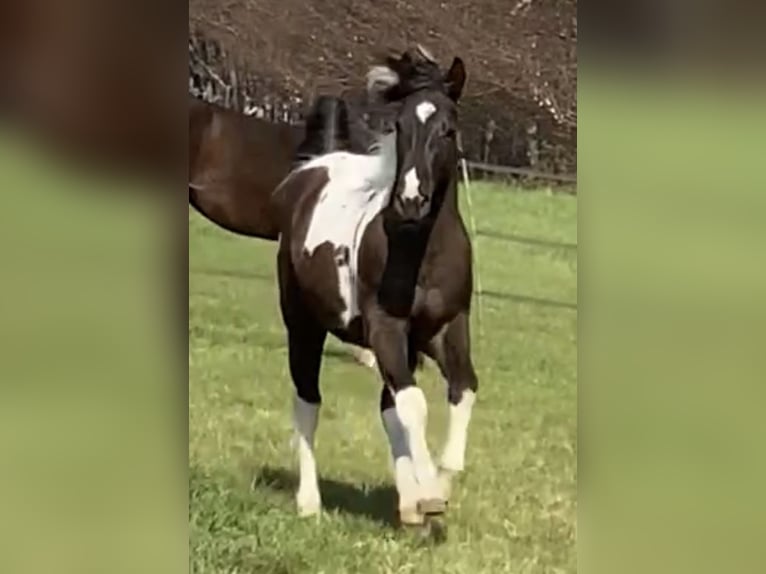 American Paint Horse Klacz 2 lat 152 cm Tobiano wszelkich maści in DuisburgDuisburg