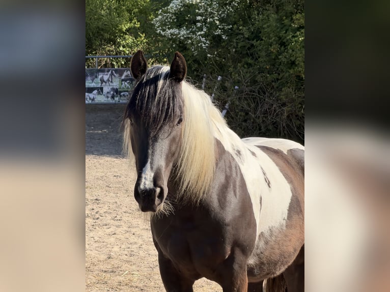 American Paint Horse Klacz 2 lat 152 cm Tobiano wszelkich maści in DuisburgDuisburg