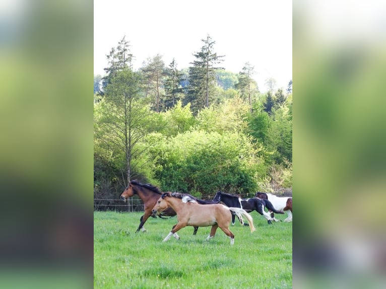 American Paint Horse Mix Klacz 2 lat 153 cm Jelenia in M&#xFC;nchberg