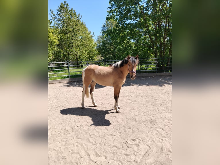 American Paint Horse Mix Klacz 2 lat 153 cm Jelenia in M&#xFC;nchberg